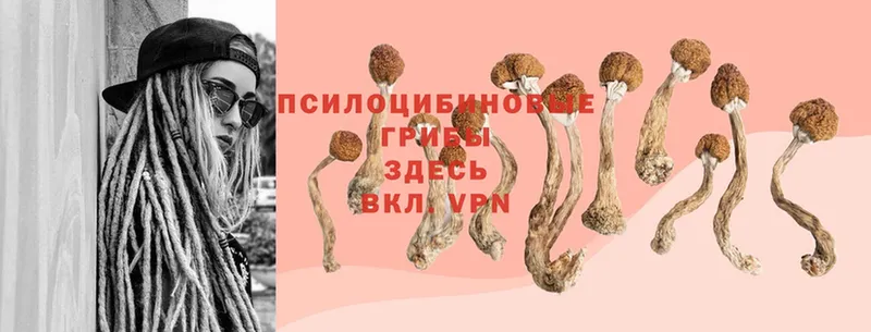 Галлюциногенные грибы Cubensis  Удомля 